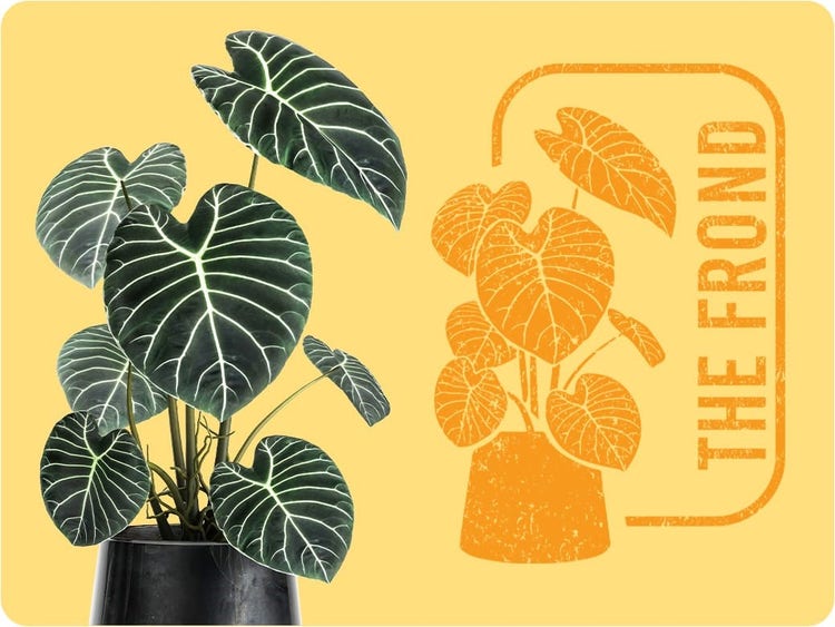 Foto de planta sendo transformada em uma imagem simples