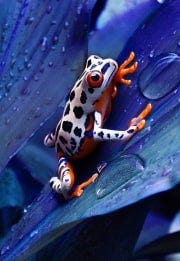 Edite imagens com comandos de texto