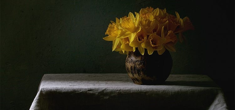 Still-life image of blooming yellow daffodils in low light