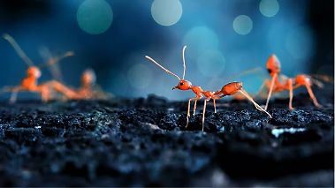 Picture 360103639, Picture