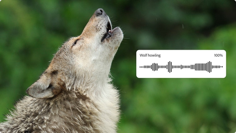 Un lup care urlă cu o formă de undă pe ecran din generatorul de sunete AI și indicația textuală, arătând cum se generează efecte sonore AI de animale în Firefly.