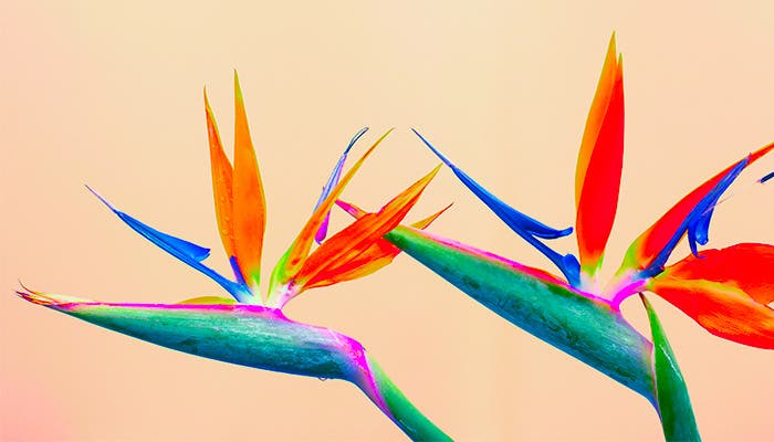 FAQ | Adobe Photoshop Elements & Premiere Elements 2026