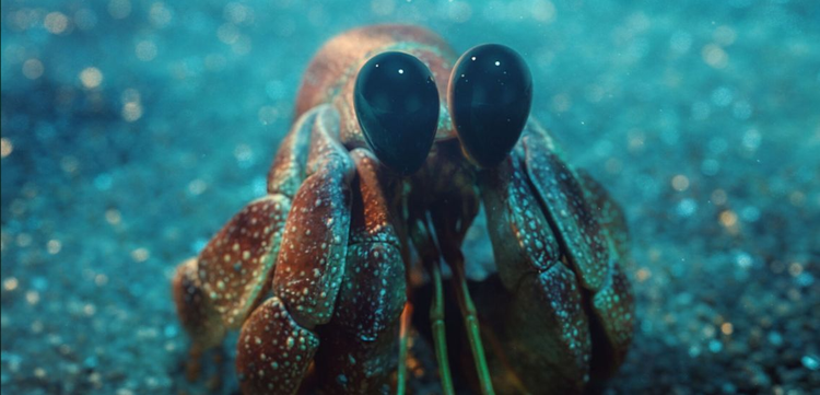 crab 3D model made with 3D art maker