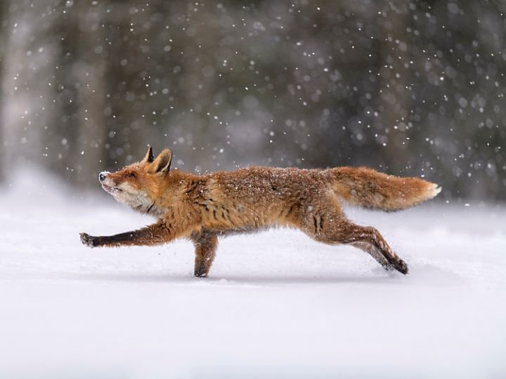 A red fox is captured mid-stride using the principles of wildlife photography and processed with Adobe {{lightroom}}