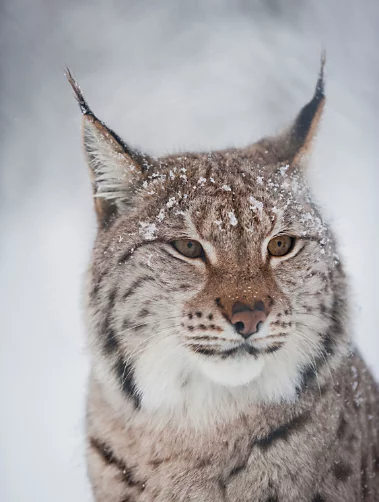 A Canada lynx is photographed in profile from the front while turning slightly from camera