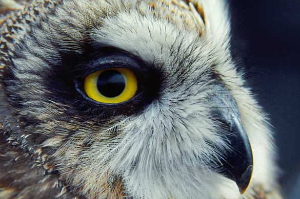 An owl is profiled in close-up from the side with focus on one large yellow eye and beak