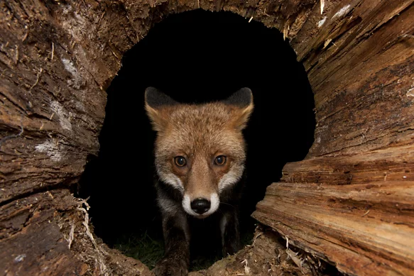 A red fox is photographed head-on on while emerging from the inky black of a dark tree den