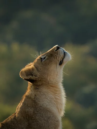 A female lion is photographed in side profile while looking up at the sky