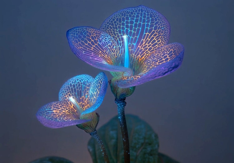 AI generated animated video of a bioluminescent flower with translucent, glowing petals that gently sway in a subtle breeze, shown within the Adobe Firefly interface with prompt and frame controls visible.