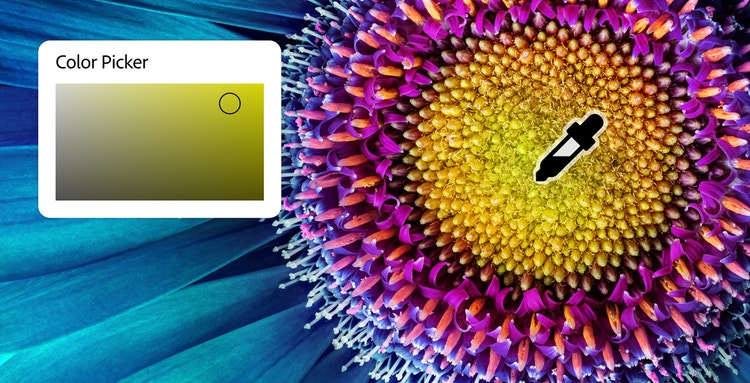 A macro image of a colorful flower and the Photoshop Color Picker UI eyedropper icon selecting a color.