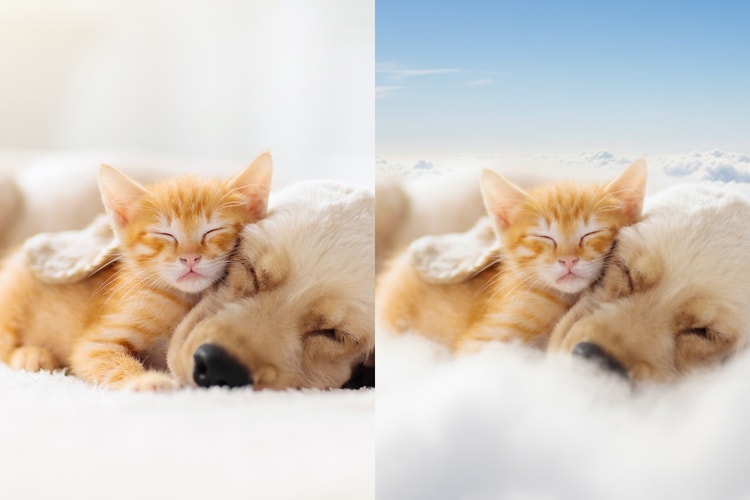 Husdjursporträtt sida vid sida av en kattunge som gosar med en valp, ena sidan visar en AI-genererad bakgrund med blå himmel och fluffiga moln.