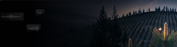 En syrsa på en gren med en vingård i bakgrunden och ljudvågsformer som visar hur en ljudeffektgenerator används för att skapa ljud av syrsor.