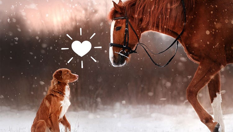 Skapa rörliga effekter med fyra nya snabbfunktioner.