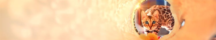 Redigera och skapa med nya AI-alternativ.