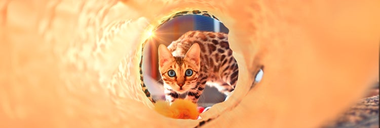 Redigera och skapa med nya AI-alternativ.