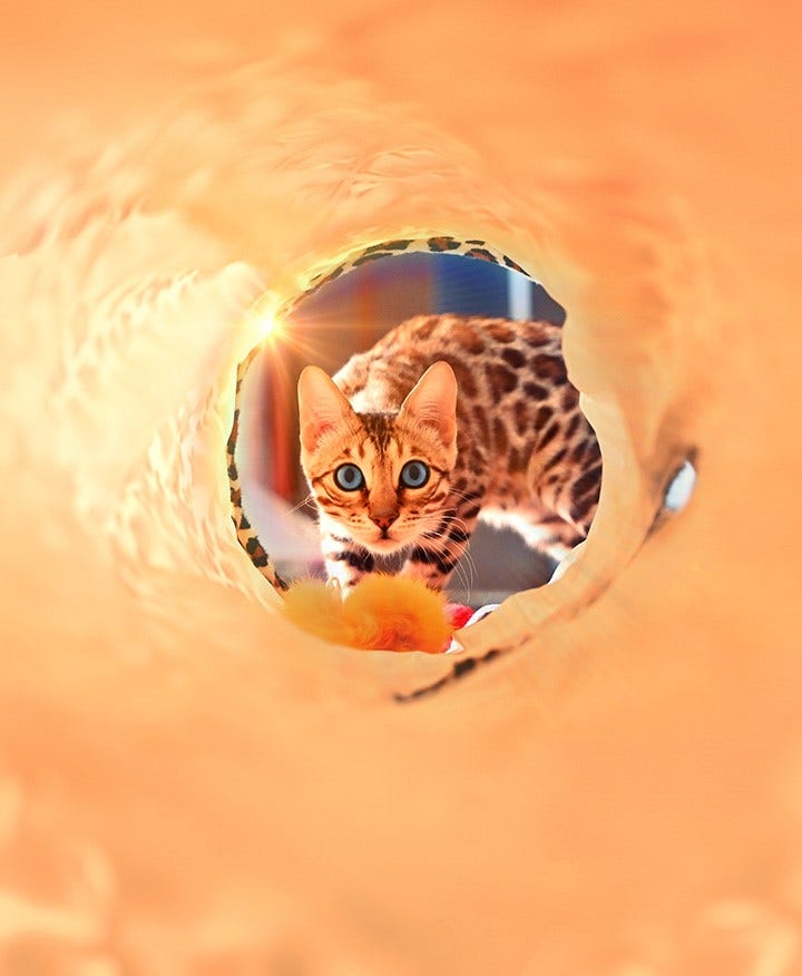 Redigera och skapa med nya AI-alternativ.