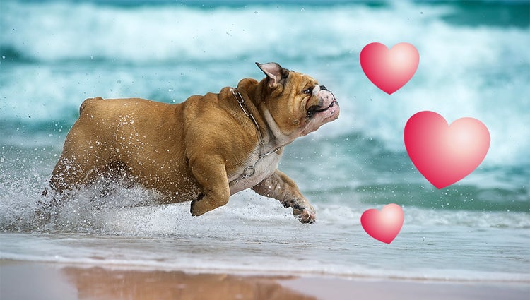 Adobe Premiere Elements add fun graphics to your videos