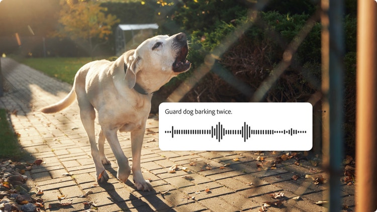 Sarı bir labradorun havladığı sahne, yapay zeka destekli ses oluşturucuda görünen ses dalgası ve Adobe Firefly'da bekçi köpeği havlaması ses efektleri oluşturmak için kullanılan metin istemi.