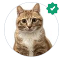 A cat with a white chest AI-generated content may be incorrect.