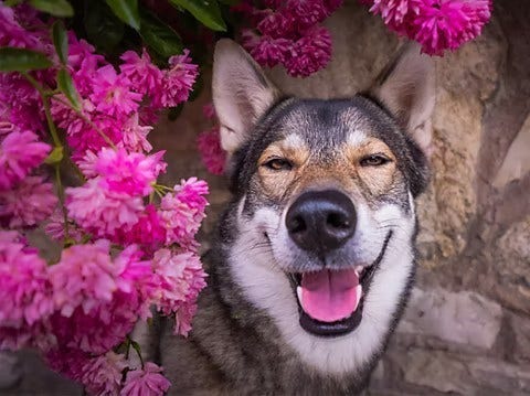A close up of a dog's face