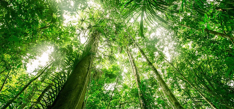 Photo of green leaves on tall trees