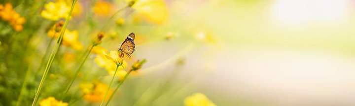 Photo of yellow butterfly in green field