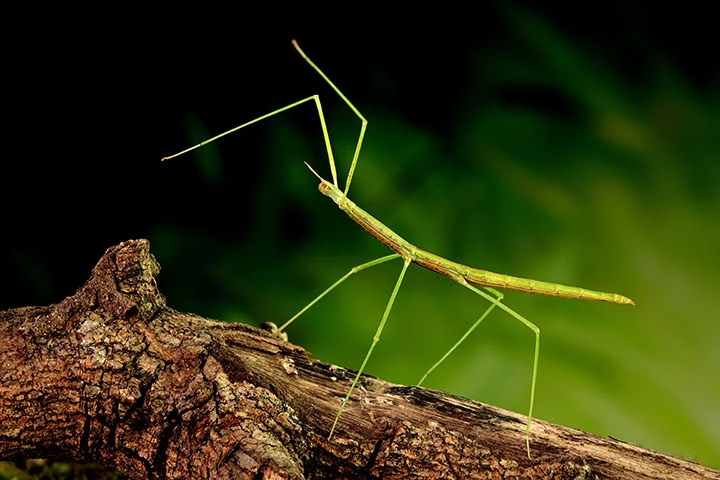 A stick bug on a branch
