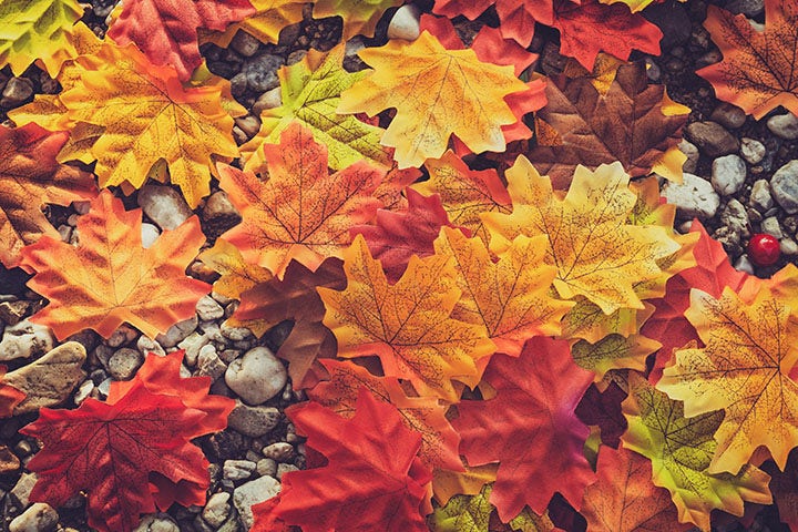Autumn colours on the leaves