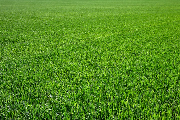 Field of green grass