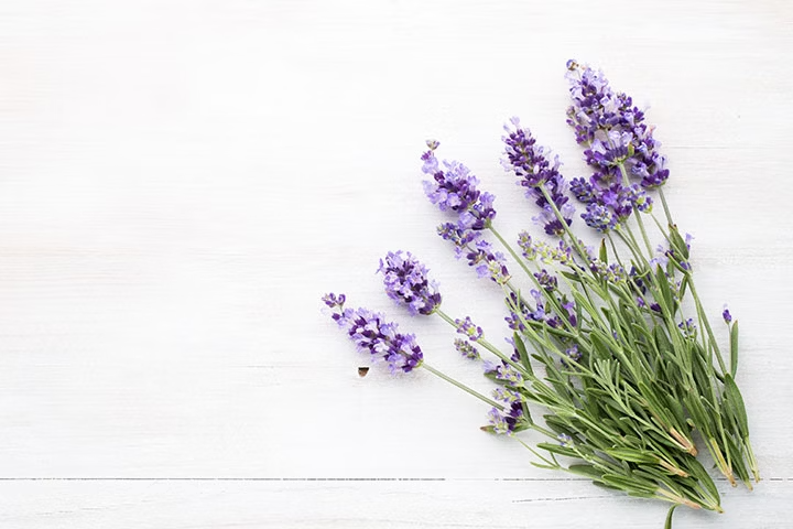 Photo of purple flowers with green stems