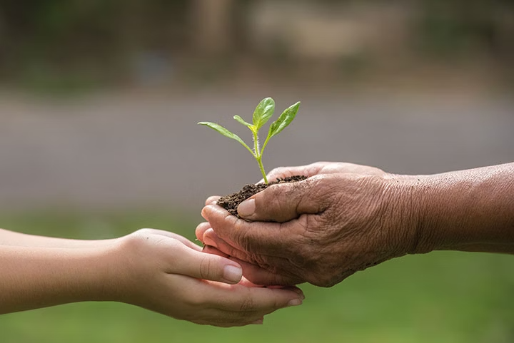 Hands holding a young plant in soil