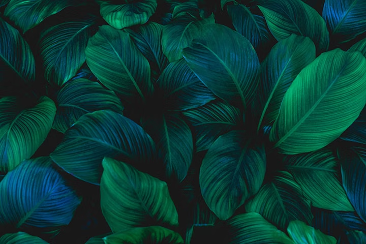 Lush green leaves