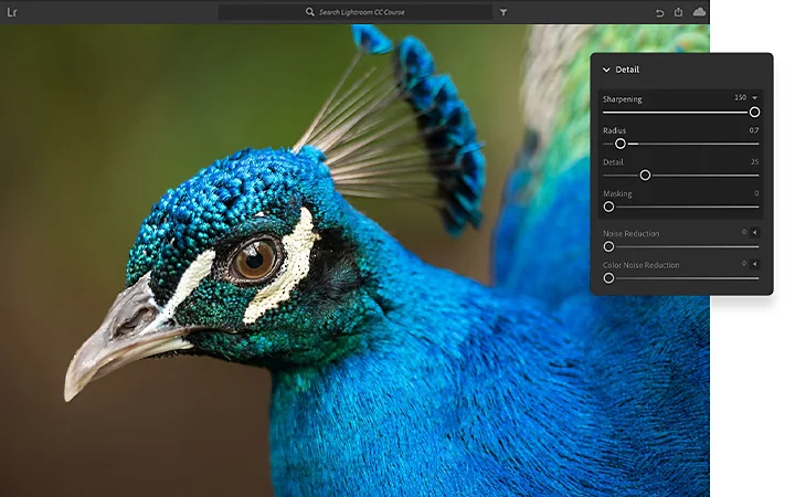 Adjusting settings of a photo of a peacock in Adobe {{lightroom}}