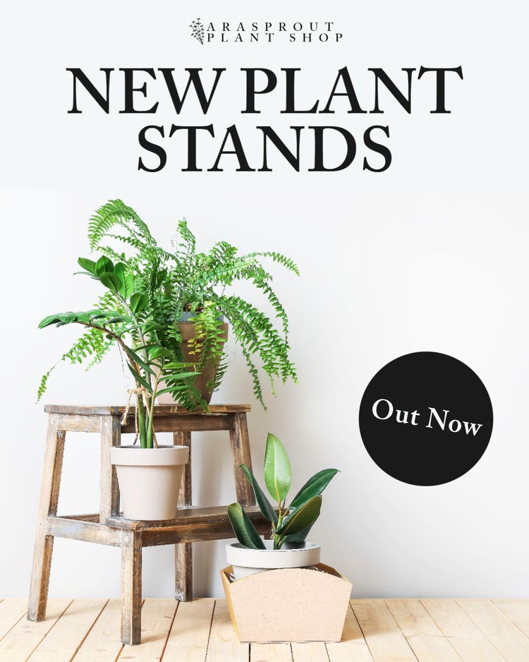 White Nature Plant Stands IG Feed Ad
