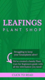 Green Plant Shop Care Guide Instagram Story Ad