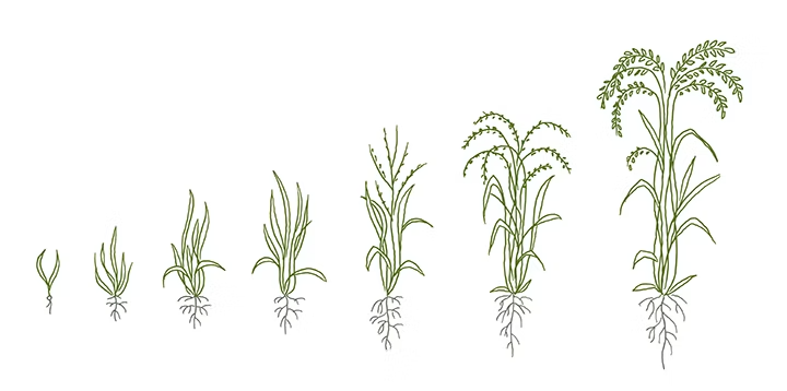 Illustrated diagram showing the growth stages of a rice plant, from a small seedling with roots to a fully mature plant with grain heads