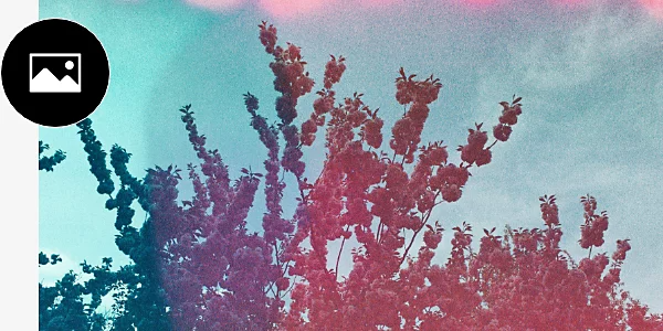 An image of a tree's branches and the sky.