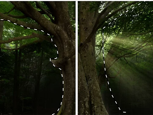 A split photo of a tree showing before and after feathering is applied.