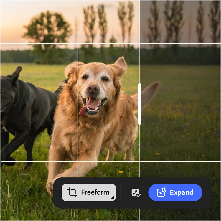 Happy dogs running in grass with the scene expanded horizontally in Firefly to show more open space.