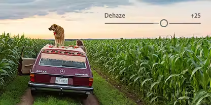 Image of a car parked in a cornfield with a passenger leaning against the door and a medium-size dog standing on the car's roof.