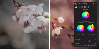 Photo of light-colored flowers divided in half in the Lightroom interface. Part of the image is in cool blue tones while the other half is in pink.
